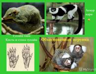 Разнообразие млекопитающих Соболя держат девиз